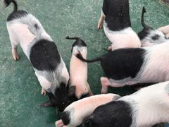 -灵玲国际马戏城