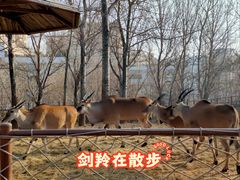 -大连森林动物园