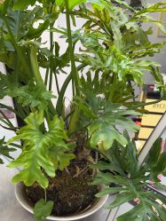 -吉艺心专业美发造型