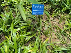 -中国科学院西双版纳热带植物园