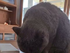 -是阿柴呀！柴犬咖啡·爱喵喵猫咖
