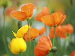 -名花谷生态庄园