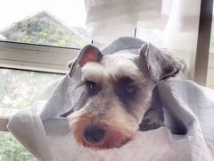 -邢大夫动物医院