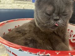 -平行世界·猫咖(首经贸店)