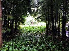 -溱湖国家湿地公园