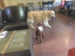 -百好乐宠物友好餐厅(朝外大街店)