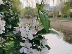 -海棠花溪(元大都城垣遗址公园)