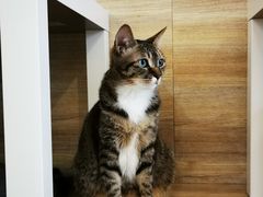 -滚猫咖啡·猫咖·猫友好撸猫(未来城店)
