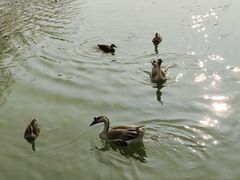 -海珠湖公园