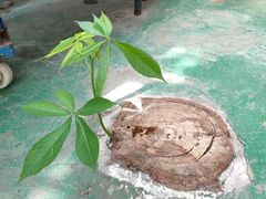 -广东花都香草世界旅游度假区