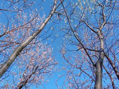 -桃花堤公园
