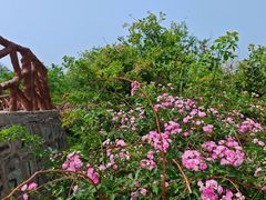 -北京西山国家森林公园