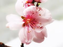 -桂语山房(满觉陇店)