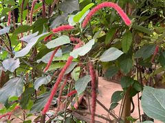 -呀路古热带植物园