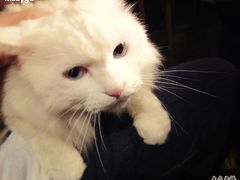 -Babycat私家御饼屋(龙头路一店)