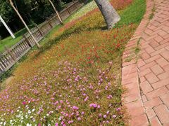 -亚龙湾国际玫瑰谷