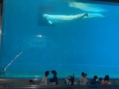 -芜湖新华联大白鲸海洋公园