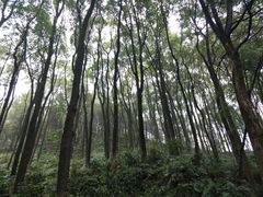 -南山植物园