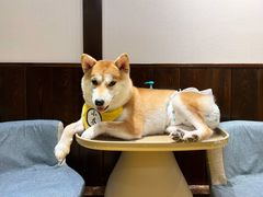 -逗柴咖啡屋·狗咖猫咖宠物桌游