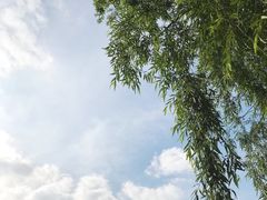 -长白岛森林公园