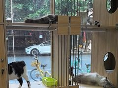 -家有小宠宠物美容(双楠街店)