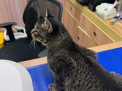 -瑞鹏宠物医院·宠保定点·心脏科·内科(御桥分院)