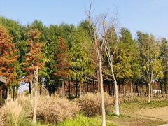 -上海长兴岛郊野公园