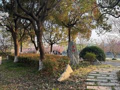 -高东镇樱花园