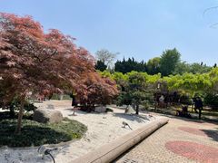 -嘉定紫藤园