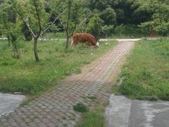 android_upload_pic-华西村