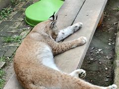 -青藏高原野生动物园