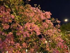 -小厨娘淮扬菜(六合欢乐港店)