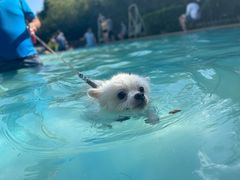 -汪说喵讲宠物乐园宠物酒店(红星美凯龙店)