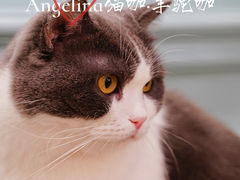 -安格丽娜·狗咖·猫咖羊驼咖(春熙路百盛商场店)
