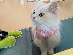 -猫在这儿猫咪咖啡馆·撸猫馆