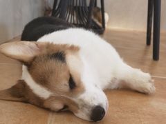 -Let's go狗咖·猫咖·奶狗·桌游(春熙路IFS店)