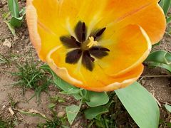 -长春公园(普阳街道)