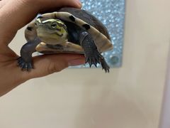 -瑞派名望24h动物医院异宠专科·猫专科·骨科·重症监护分院