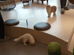 -飞行喵MR PILOT|猫舍·猫咖(静安大融城店)