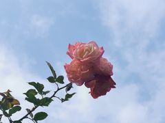 -溪岸路花鸟市场