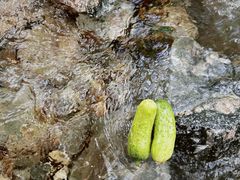 -牛背梁国家森林公园