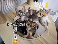-瑞鹏宠物医院·宠保定点·心脏科·内科(御桥分院)