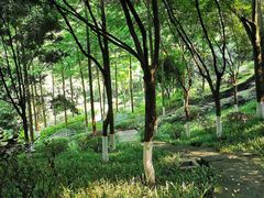-重庆彩云湖湿地公园
