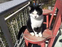 -喵屿·大理花园猫咖