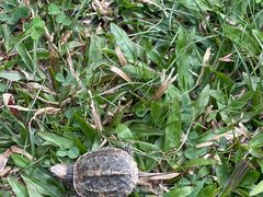 -瑞幸咖啡(沃尔玛华侨城店)