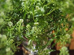 -深圳威尼斯英迪格酒店