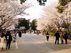 -武汉大学-樱园