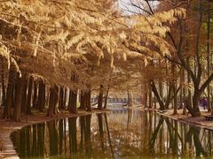 -上海共青森林公园