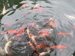 -百花洲