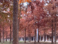 -合肥滨湖国家森林公园